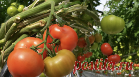 На AI Journey представили ИИ-технологию для слежения за тепличными томатами. На международной конференции AI Journey («Путешествие в мир искусственного интеллекта») представили уникальный программно-аппаратный комплекс на основе искусственного интеллекта, который позволяет выявлять болезни листьев томатов. Читать далее