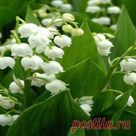 Народные способы лечения сердечной недостаточности