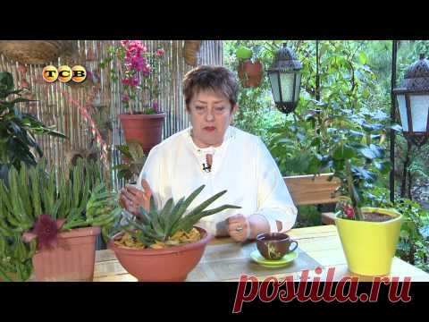 Самые неприхотливые растения – суккуленты - Цветочная лавка