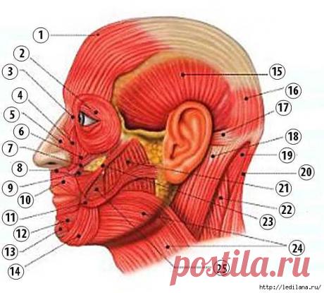 Мышцы лица, головы, шеи.
