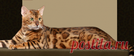 Spotsnglitz Bengals
