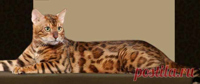 Spotsnglitz Bengals
