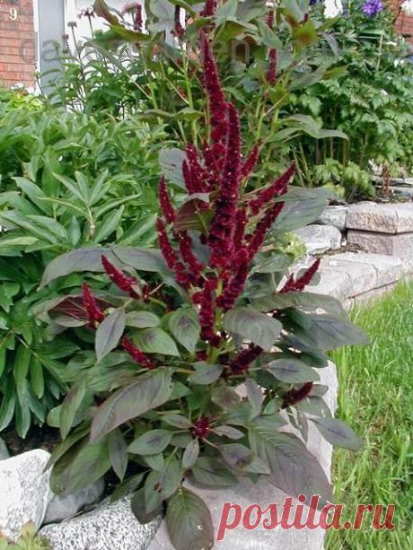 Амарант. Рецепты