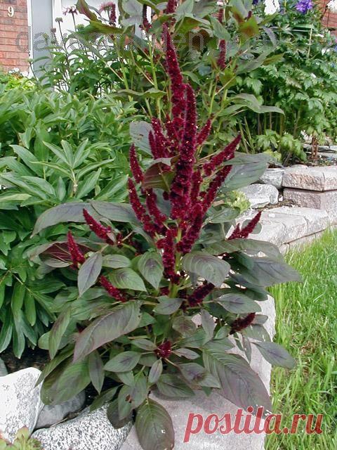 Амарант. Рецепты