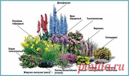 Клумба из многолетников для начинающих: цветы с названиями и фото для клумбы, схемы, видео