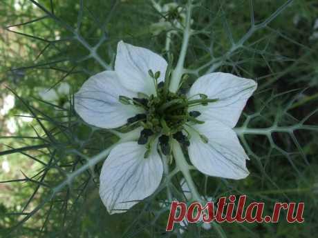 Огород, сад, балкон