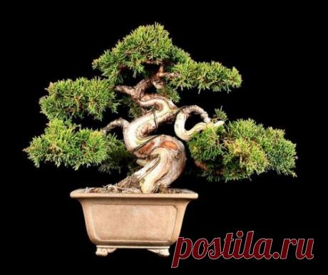 Как вырастить бонсай