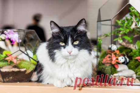 КОШКИ ЗНАЮТ ИМЕНА СВОИХ ХОЗЯЕВ и КЛИЧКИ ДРУГИХ КОШЕК, с которыми вместе живут, а также могут помнить имена людей, проживающих с ними.