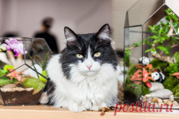 КОШКИ ЗНАЮТ ИМЕНА СВОИХ ХОЗЯЕВ и КЛИЧКИ ДРУГИХ КОШЕК, с которыми вместе живут, а также могут помнить имена людей, проживающих с ними.