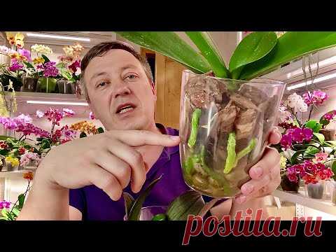 наращиваем КОРНИ ОРХИДЕИ (орхидея была без корней) на естественном фитиле