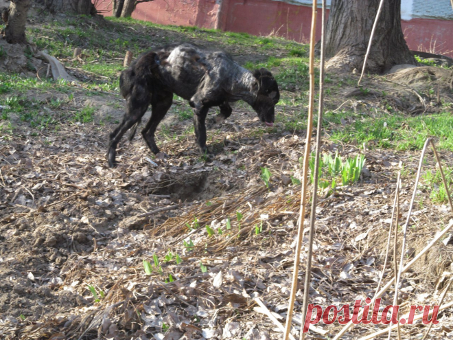 Нелюдимый пёс год прятался от волонтёров, и недавно с ним случилась беда…