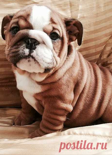 WorldofBulldog — WorldofBulldog wrinkly cuteness..
