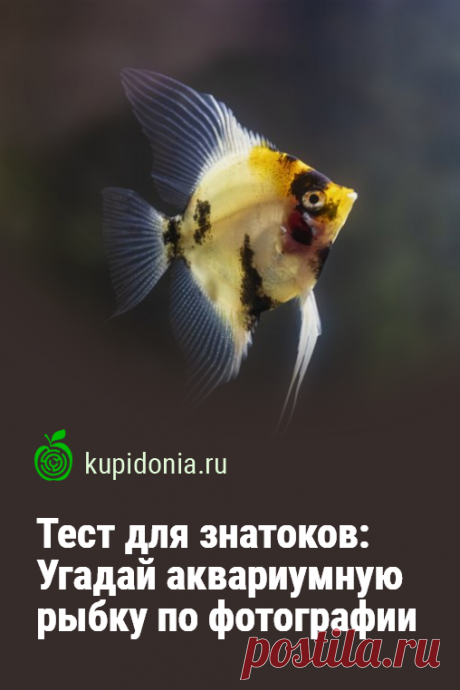 Тест для знатоков: Угадай аквариумную рыбку по фотографии. Тест об аквариумных рыбках, который мы подготовили для вас сегодня, состоит из 20 вопросов с подсказками и фотографиями. Проверьте свои знания!