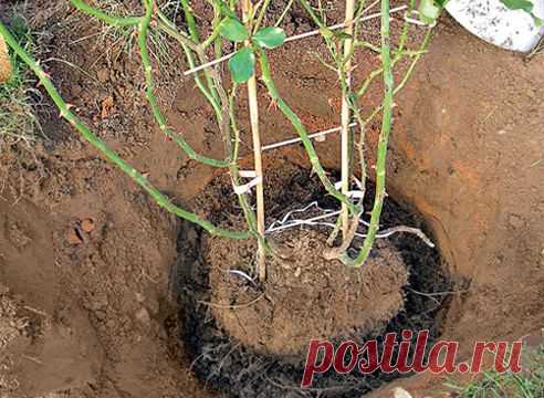 Пересадка роз осенью на другое место | Цветовод-Консалтинг
