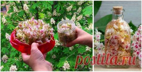 Цвет каштана — ценное лекарство: лечат лейкемию, опухоли мозга, варикоз и тромбофлебит