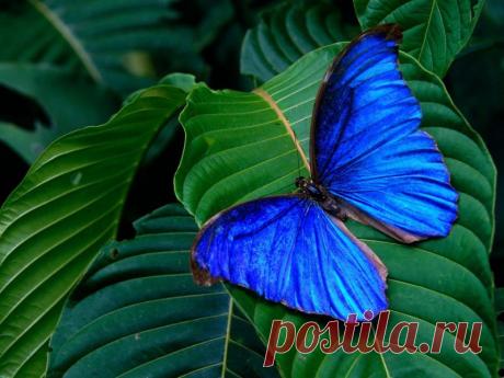 Дикая природа