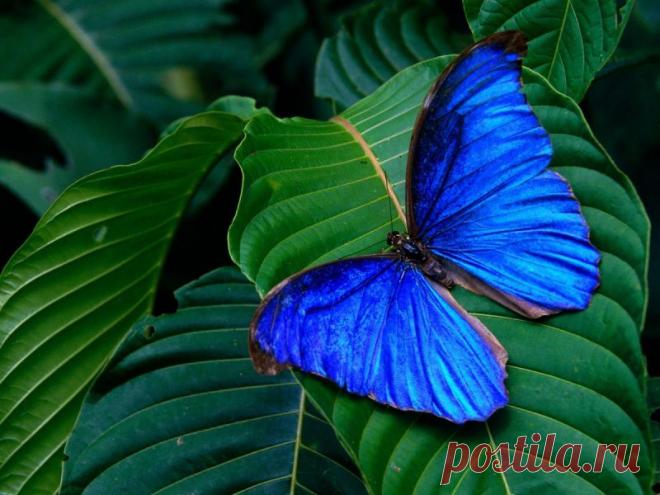 Дикая природа