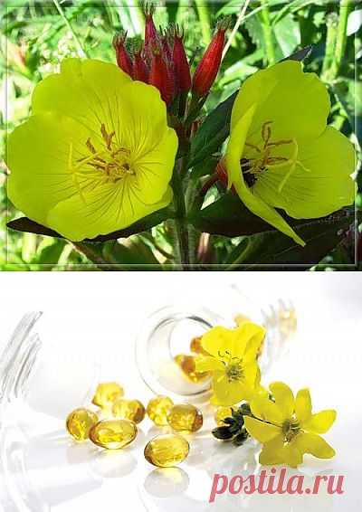Полезные свойства масла вечерней примулы..