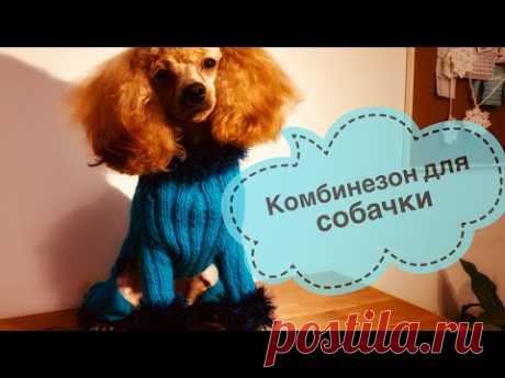Комбинезон для собачки (кошки) спицами. Мастер-класс.