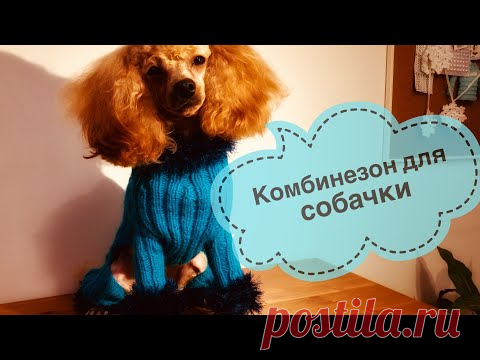 Комбинезон для собачки (кошки) спицами. Мастер-класс.
