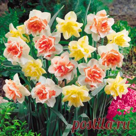 100 Шт. Цветок Нарцисс Нарцисс Двойные Лепестки Поглощения Излучения Горшках Семена Растения Бонсай DIY Главная Сад Завод купить на AliExpress