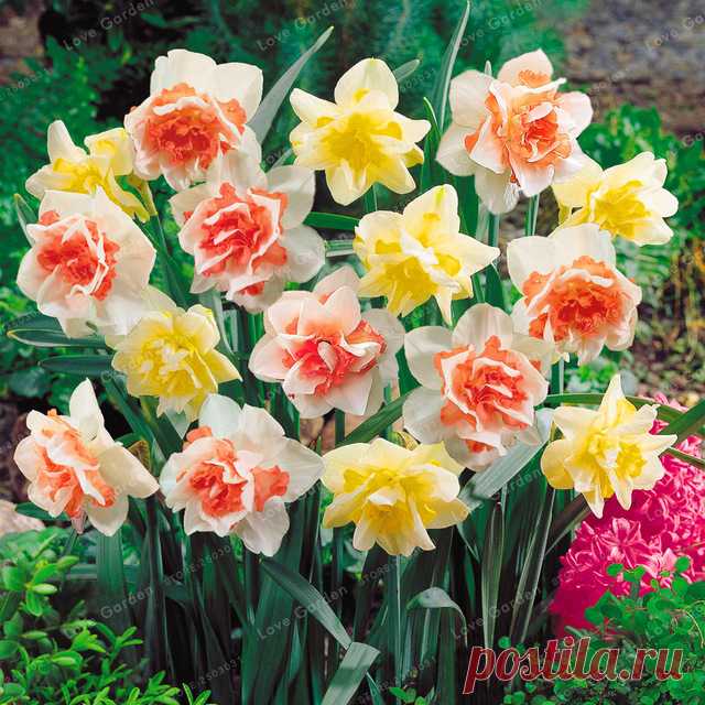 100 Шт. Цветок Нарцисс Нарцисс Двойные Лепестки Поглощения Излучения Горшках Семена Растения Бонсай DIY Главная Сад Завод купить на AliExpress