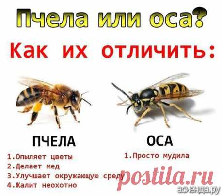 Как бороться с осами?: Группа Практикум садовода и огородника