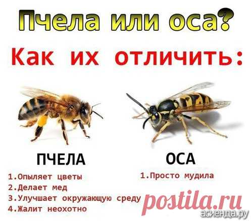 Как бороться с осами?: Группа Практикум садовода и огородника