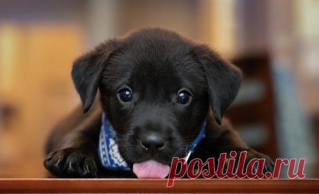 Black Lab Pup 14 by Jonathan Ross Black Lab Pup 14 Photograph by Jonathan Ross