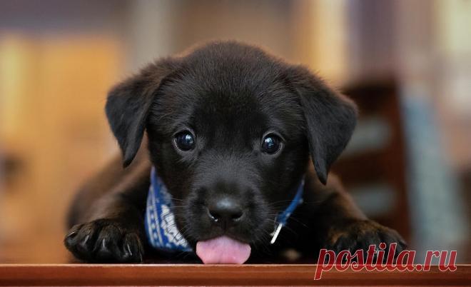 Black Lab Pup 14 by Jonathan Ross Black Lab Pup 14 Photograph by Jonathan Ross