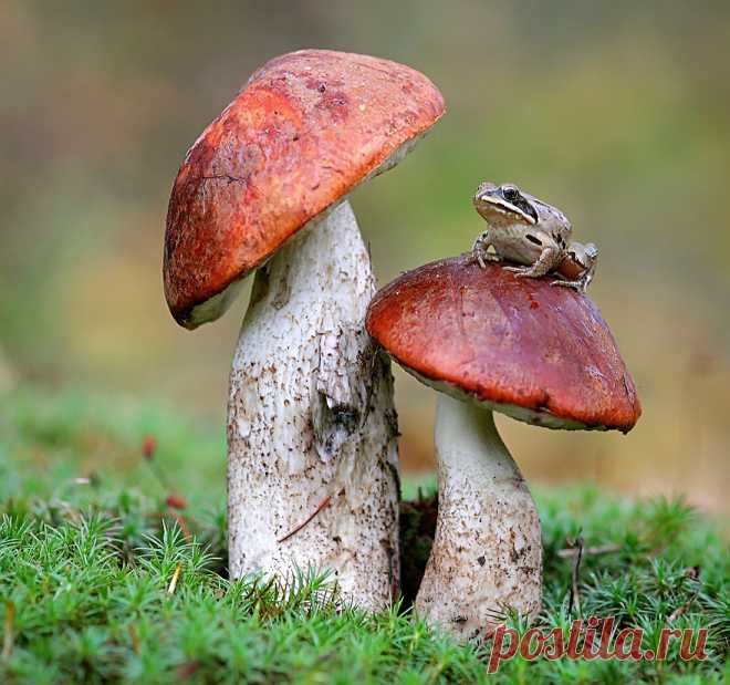 *** — National Geographic Россия