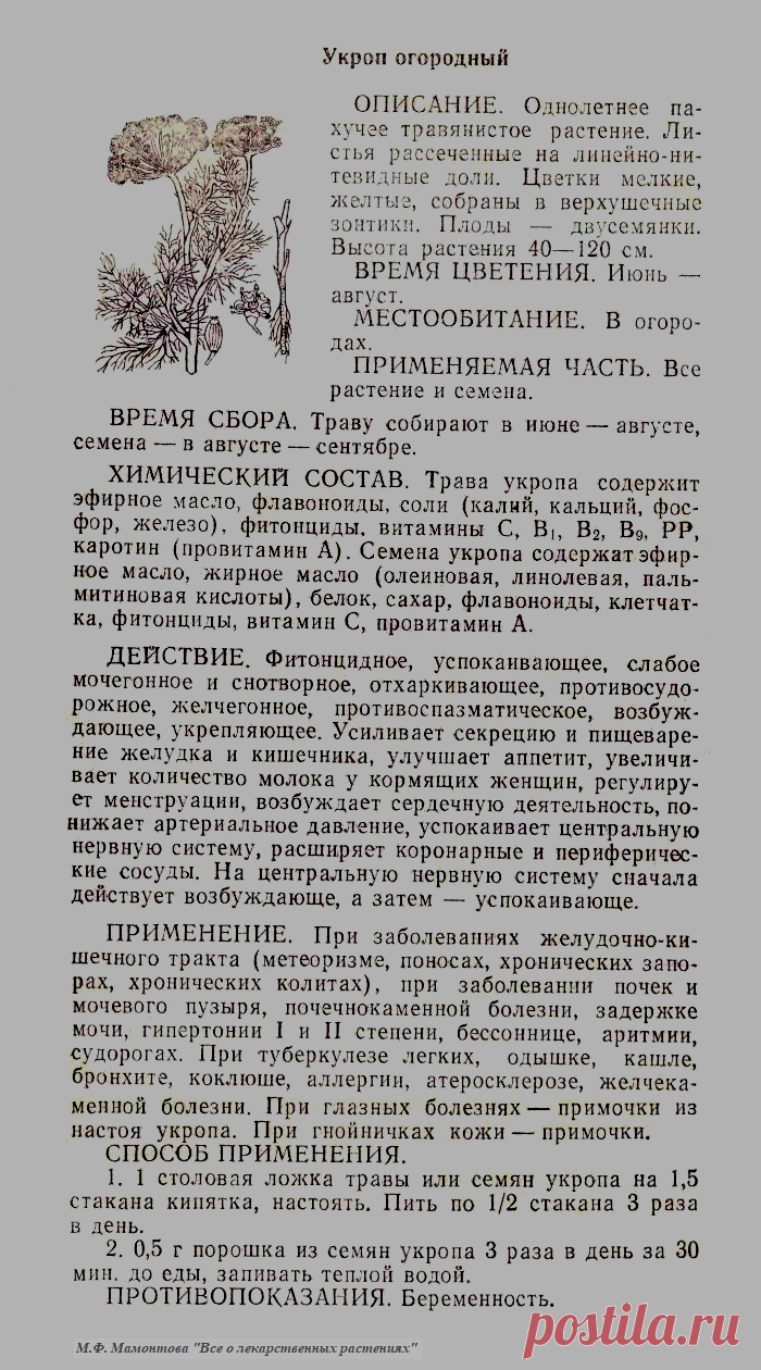 Укроп огородный