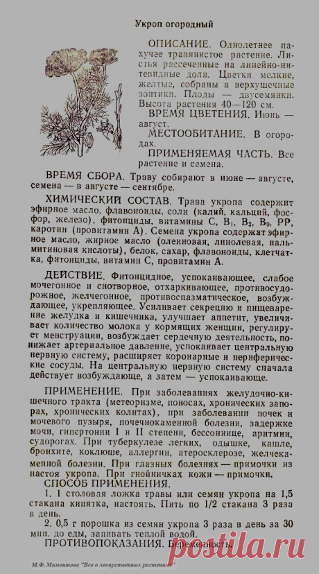 Укроп огородный