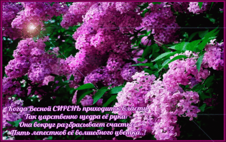 Плейкаст «Сирень цвела !» Автор плейкаста: 11487451. Тема: Времена года. Когда: 04.05.2017.
