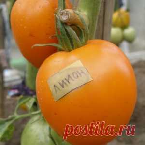 Нетерпеливые семена томатов