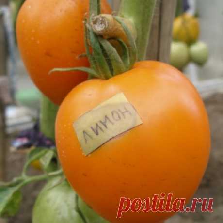 Нетерпеливые семена томатов