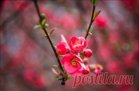 В Крыму цветет японская айва