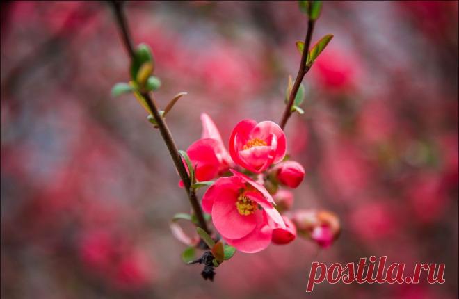 В Крыму цветет японская айва