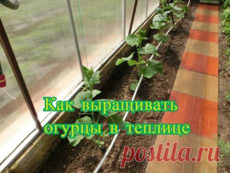 Как Вырастить Огурцы В Теплице 
https://s-sergeev.ru/ovoshhi/kak-vyrastit-ogurtsy-v-teplitse.html