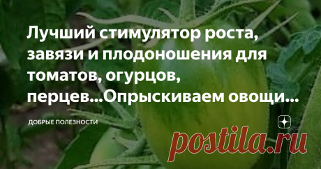 Лучший стимулятор роста, завязи и плодоношения для томатов, огурцов, перцев...Опрыскиваем овощи для отменного урожая! Сорт томатов - ДЕО БАРАО
Всем доброго дня!
Моя тетя каждый год выращивает на дачном участке валериану, и поделилась ценным рецептом для оживления роста, увеличения завязей и плодов томатов, а также и других овощных культур. Кстати, подкормка подходит и для комнатных цветов.
Благодаря раствору из валерианы увеличивается цветение помидор и других овощей, плод...