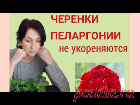 Черенки пеларгонии не укореняются. Почему?