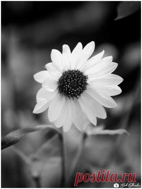 Sunflower in Monochrome One of two renderings of a common sunflower. Monochrome. Raw development and processing in DxO PhotoLab 4 Elite. Post processing in DxO Nik 3 Silver Efex Pro 2 (Film Types: Fuji Neon ACROS 100 - red filter). “You don’t make a photograph just with a camera” — Ansel Adams.
