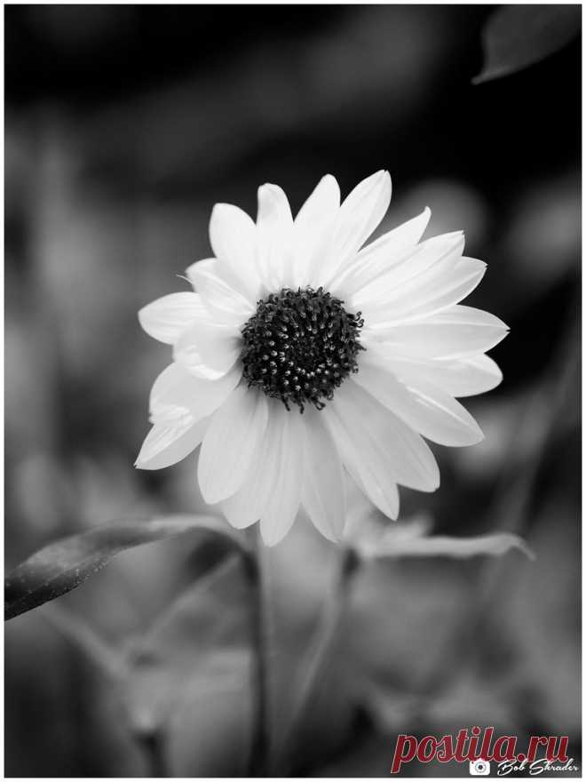 Sunflower in Monochrome One of two renderings of a common sunflower. Monochrome. Raw development and processing in DxO PhotoLab 4 Elite. Post processing in DxO Nik 3 Silver Efex Pro 2 (Film Types: Fuji Neon ACROS 100 - red filter). “You don’t make a photograph just with a camera” — Ansel Adams.