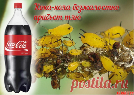 Напоите тлю кока-колой до смерти