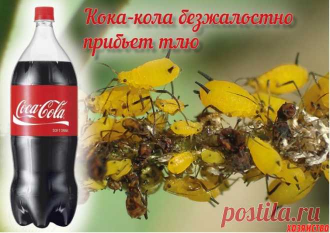 Напоите тлю кока-колой до смерти