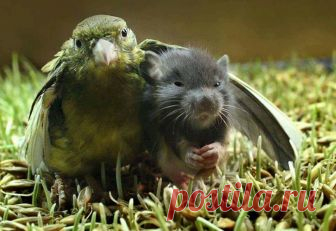 (11) INature - Фото