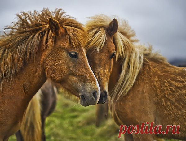 В мире животных