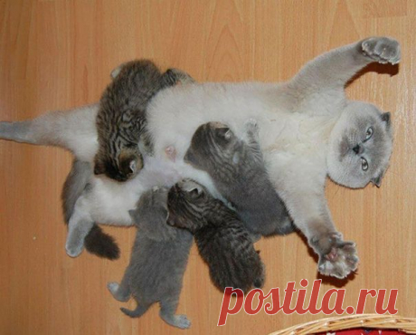 20+ Proud Cat Mommies With Their Kittens | Bored Panda