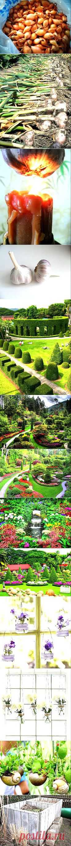 Сад и огород | Постила.ru