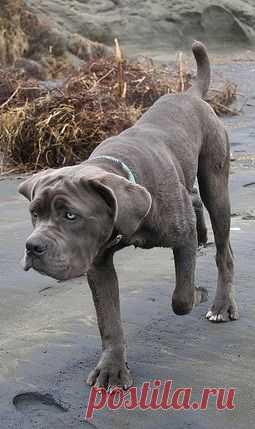 Five Best Family Guard Dog Breeds